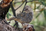 IMG_3965 Canyon Towhee immature.jpg