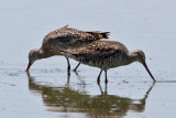 IMG_7049 Hudsonian & Marbled Godwits.jpg