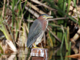 IMG_9291 Green Heron.jpg