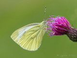 Klein geaderd witje/Pieris napi