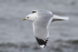 Common Gull (Larus c. canus) - fiskmås