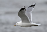 Common Gull (Larus c. canus) - fiskmås
