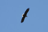 White-tailed Eagle (Haliaeetus albicilla)