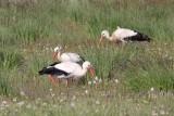 White Stork (Ciconia ciconia)