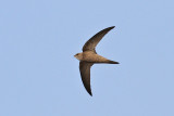 Pallid Swift (Apus pallidus) - blek tornseglare