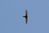 Little Swift (Apus affinis) - stubbstjärtseglare
