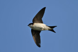 House-Martin (Delichon urbica)