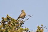 Ortolan Bunting (Emberiza hortulana)