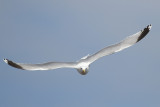 Herring Gull (Larus argentatus) - gråtrut