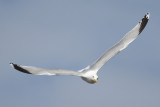 Herring Gull (Larus argentatus) - gråtrut