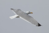 Herring Gull (Larus argentatus) - gråtrut