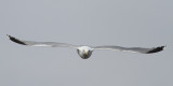 Herring Gull (Larus argentatus) - gråtrut