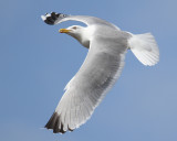 Herring Gull (Larus argentatus) - gråtrut