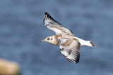 Black-headed Gull (Larus ridibundus) - skrattmås