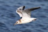 Black-headed Gull (Larus ridibundus) - skrattmås