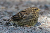 Yellowhammer (Emeriza citrinella) - gulsparv