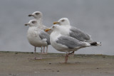 Herring Gull (Larus argentatus) - gråtrut