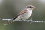 Red-backed Shrike (Lanius collurio) - törnskata