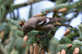 Two-barred Crossbill (Loxia leucoptera) - bändelkorsnäbb