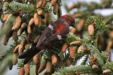 Two-barred Crossbill (Loxia leucoptera) - bändelkorsnäbb