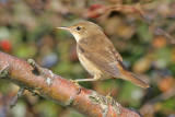 Reed Warbler (Acrocephalus scirpaceus) - rörsångare