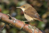 Reed Warbler (Acrocephalus scirpaceus) - rörsångare