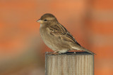House Sparrow (Passer domesticus) - gråsparv
