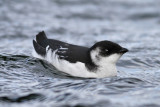 Little Auk (Alle alle) - alkekung