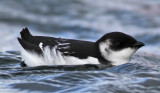 Little Auk (Alle alle) - alkekung