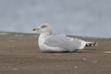Herring Gull (Larus argentatus) - gråtrut