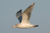 Herring Gull (Larus argentatus) - gråtrut