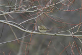 Hume's Yellow-browed Warbler (Phylloscopus humei) - bergstaigasångare