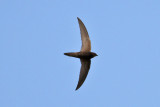 Pallid Swift (Apus pallidus) - blek tornseglare