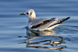 Black-legged Kittiwake (Black-legged Kittiwake) - tretåig mås