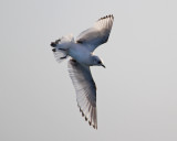 Ross's Gull (Larus roseus) - rosenmås