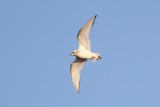 Ross's Gull (Larus roseus) - rosenmås
