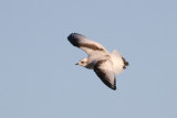 Ross's Gull (Larus roseus) - rosenmås