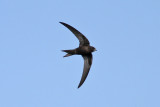 Common Swift (Apus apus) - tornseglare