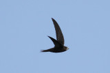 Common Swift (Apus apus) - tornseglare