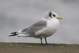 Black-legged Kittiwake (Rissa tridactyla) - tretåig mås