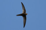 Common Swift (Apus apus) - tornseglare