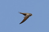 Common Swift (Apus apus pekinensis) - tornseglare