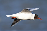 Black-headed Gull (Larus ridibundus) - skrattmås