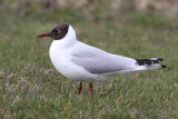 Black-headed Gull (Larus ridibundus) - skrattmås