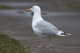 Herring Gull (Larus argentatus) - gråtrut
