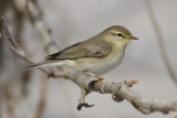 Willow Warbler (Phylloscopus trochilus)