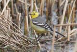 Citrine Wagtail (Motacilla citreola) -citronärla
