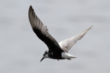 White-winged Tern (Chlidonias leucopterus) - vitvingad tärna