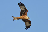 Red Kite (Milvus milvus) -röd glada