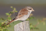 Red-backed Shrike (Lanius collurio) - törnskata